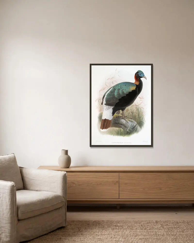 Lophophorus Sclateri von Joseph Smit gerahmt an einer Wand