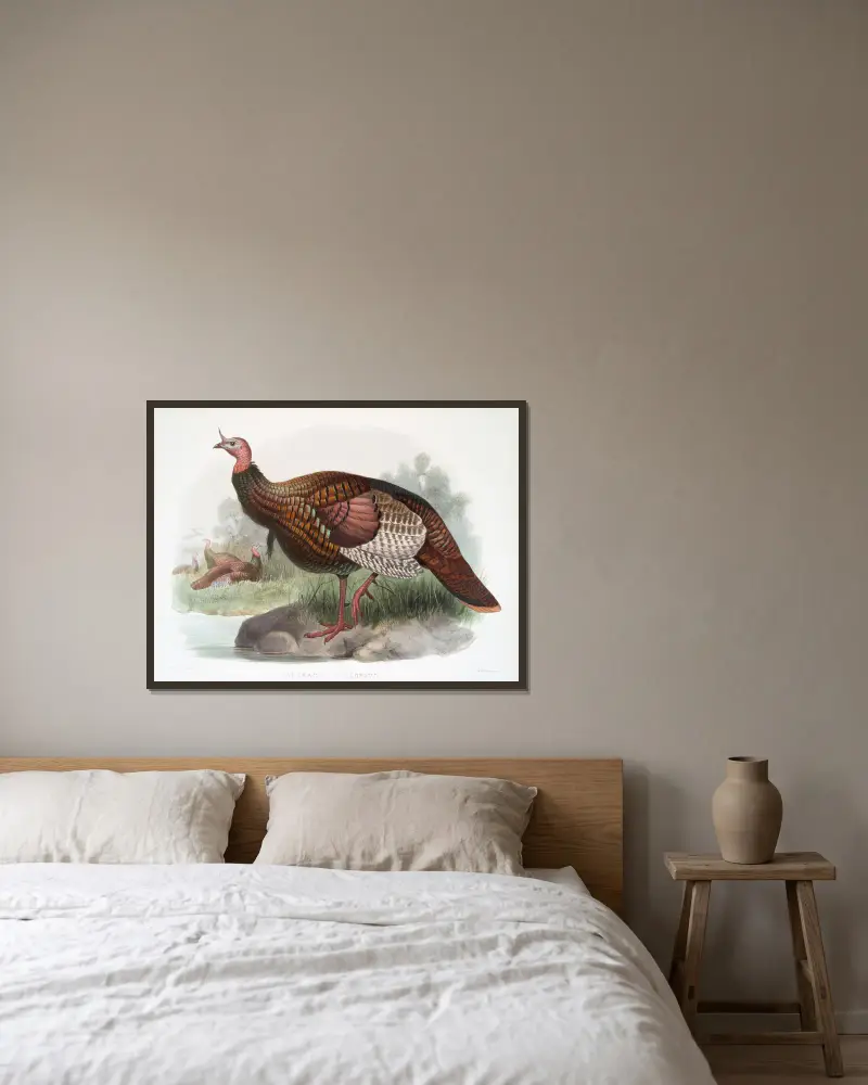 Meleagris gallopavo. av Joseph Smit inramad på en vägg