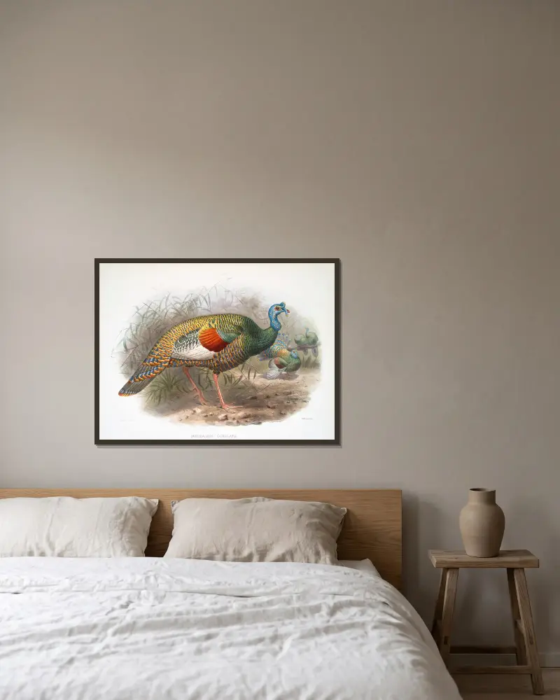 Meleagris ocellata von Joseph Smit gerahmt an einer Wand