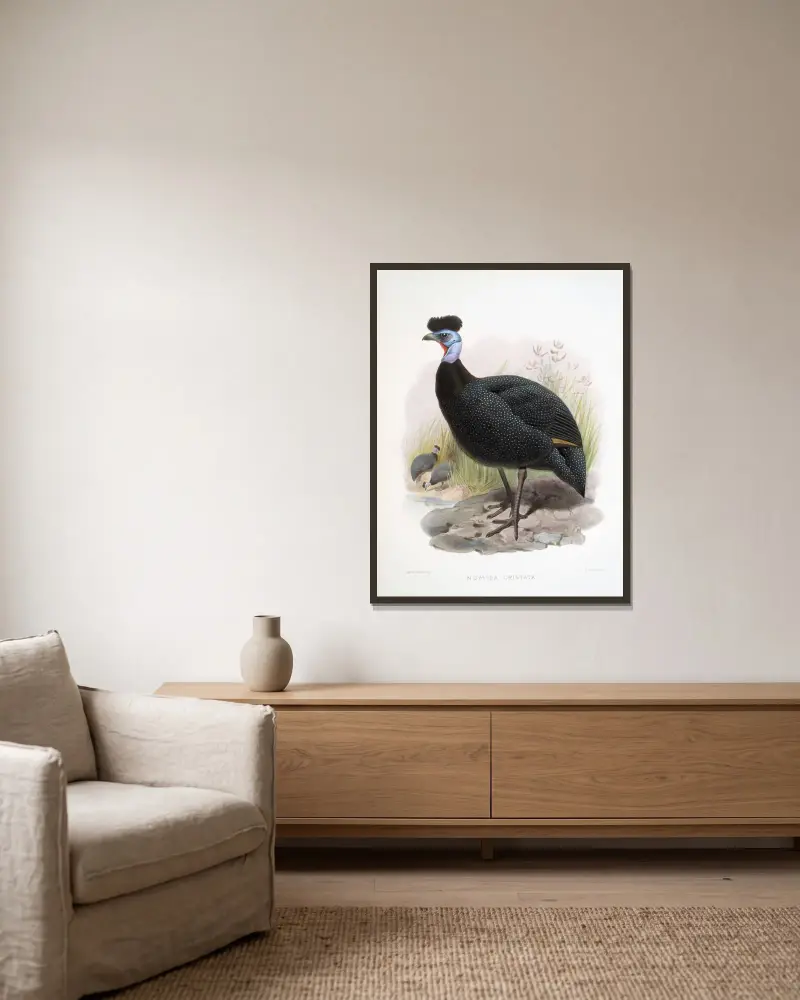 Numida cristata. von Joseph Smit gerahmt an einer Wand