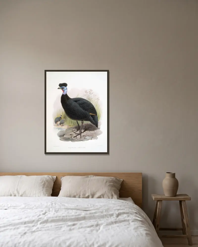 Numida cristata. von Joseph Smit gerahmt an einer Wand