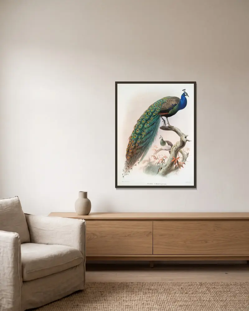 Pavo cristatus., Joseph Smit v rámu na stěně