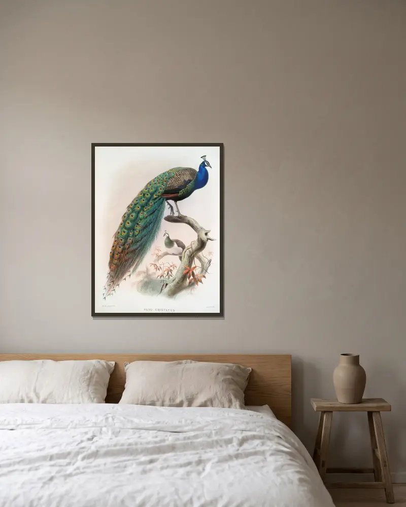 Pavo cristatus., Joseph Smit v rámu na stěně