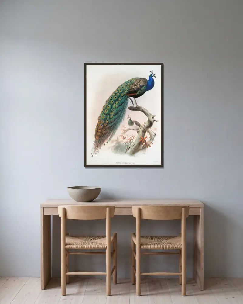 Pavo cristatus., Joseph Smit v rámu na stěně