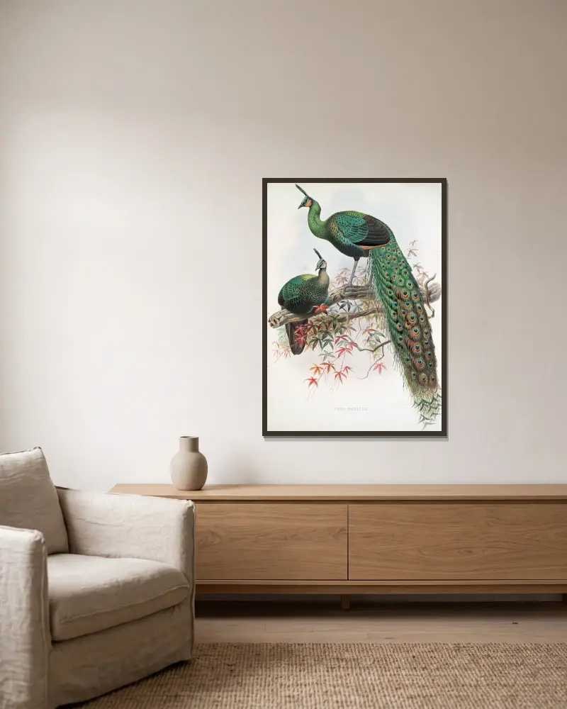 Pavo muticus., Joseph Smit v rámu na stěně