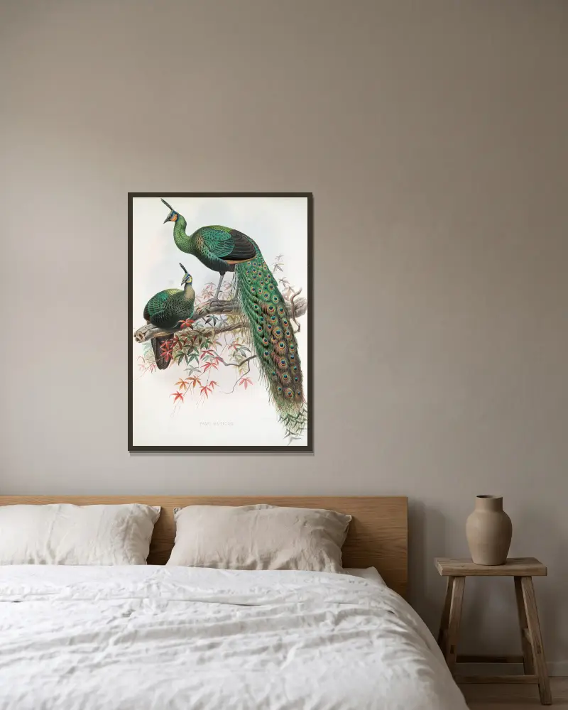 Pavo muticus., Joseph Smit v rámu na stěně