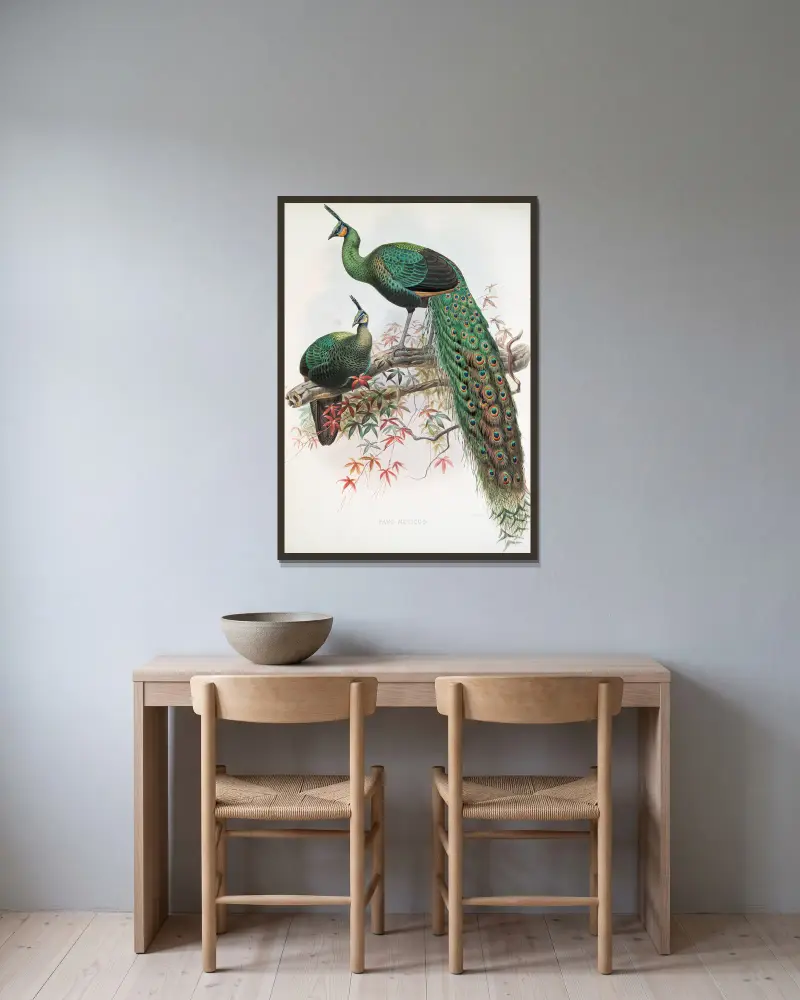 Pavo muticus., Joseph Smit v rámu na stěně