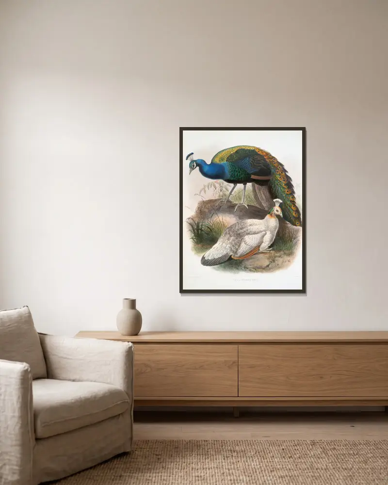 Pavo nigripennis, Joseph Smit w ramie na ścianie