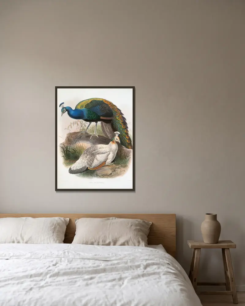 Pavo nigripennis, Joseph Smit w ramie na ścianie