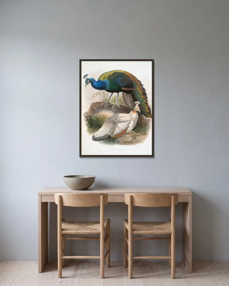 Pavo nigripennis, Joseph Smit w ramie na ścianie