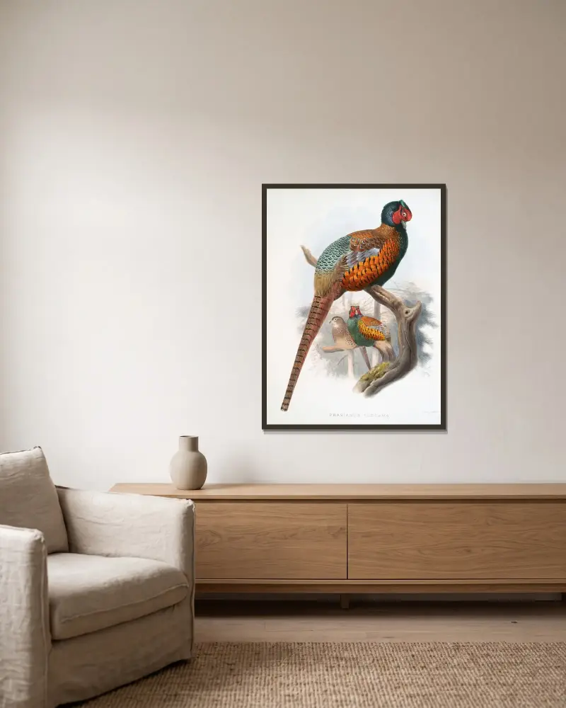 Phasianus elegans. von Joseph Smit gerahmt an einer Wand