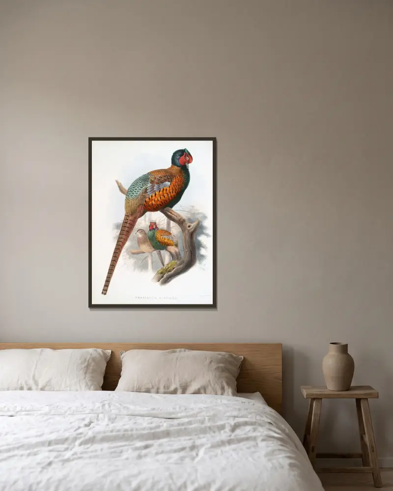 Phasianus elegans. von Joseph Smit gerahmt an einer Wand