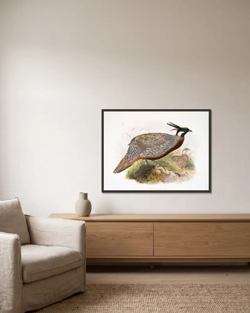 Purcasia macrolopha von Joseph Smit gerahmt an einer Wand