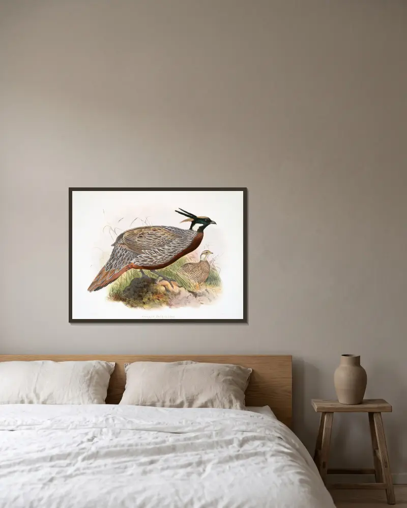 Purcasia macrolopha von Joseph Smit gerahmt an einer Wand