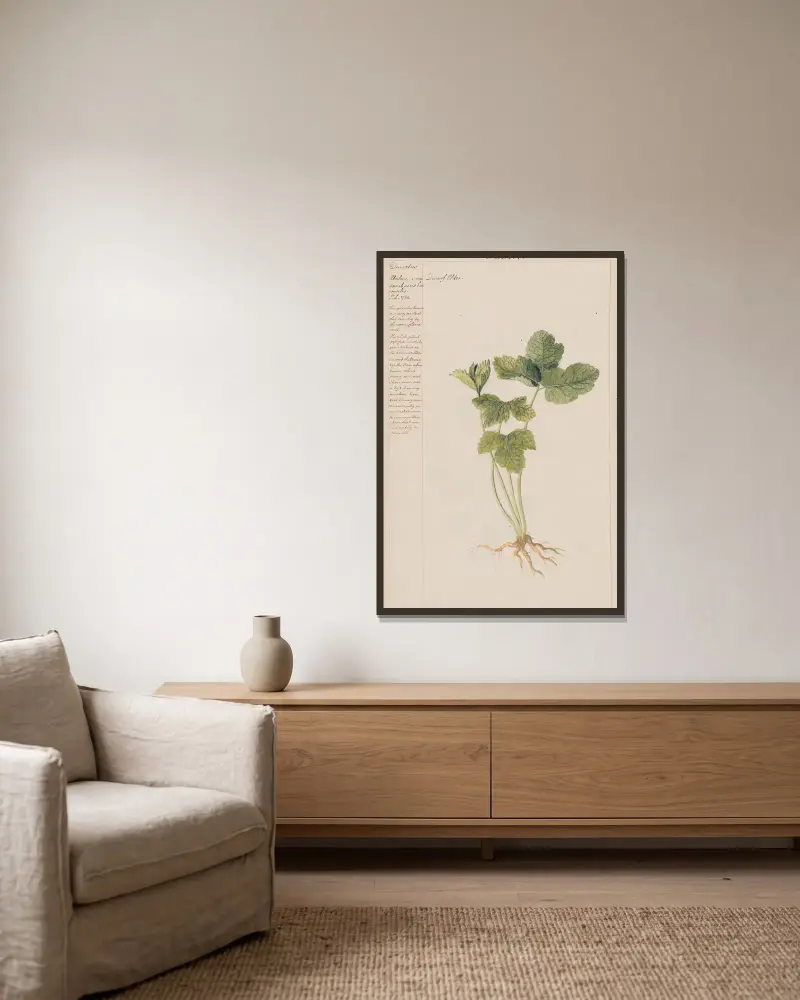 Zwergholunder von Joshua Webster gerahmt an einer Wand