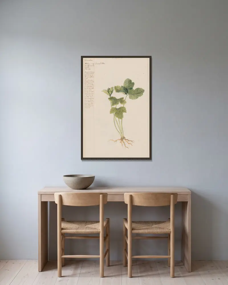Zwergholunder von Joshua Webster gerahmt an einer Wand