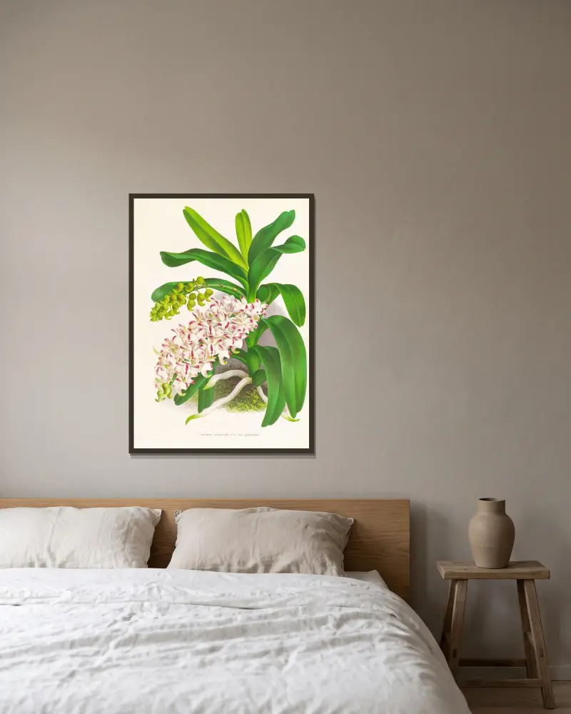 Aerides Odoratum av Jean Jules Linden inramad på en vägg