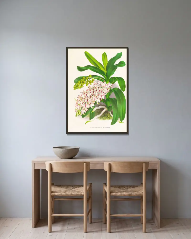 Aerides Odoratum av Jean Jules Linden inramad på en vägg