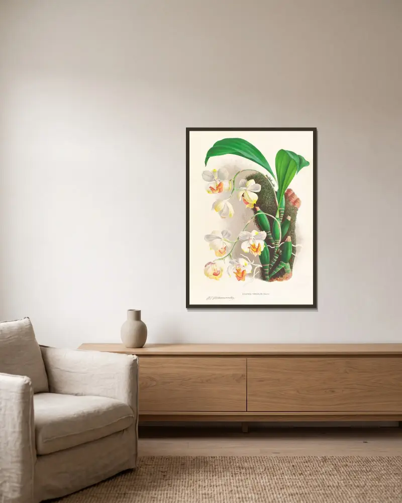 Aganisia tricolor av Jean Jules Linden inramad på en vägg