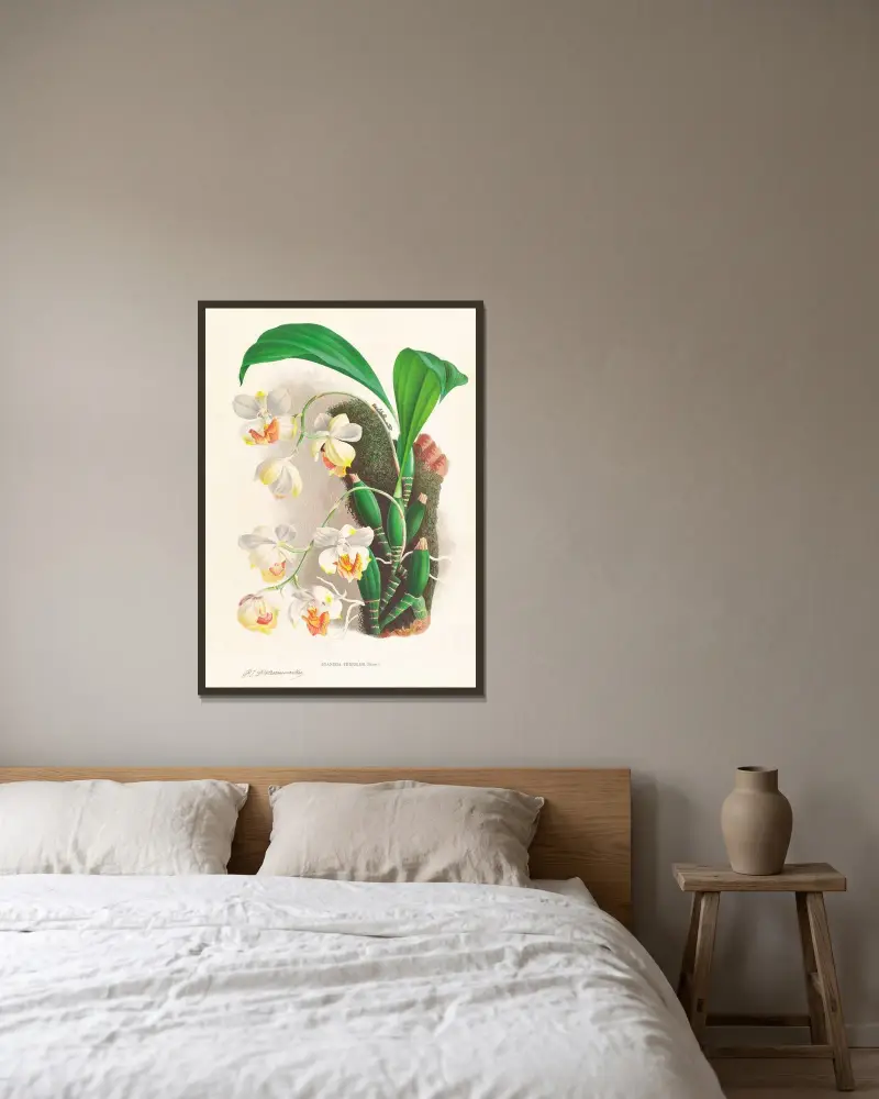 Aganisia tricolor av Jean Jules Linden inramad på en vägg