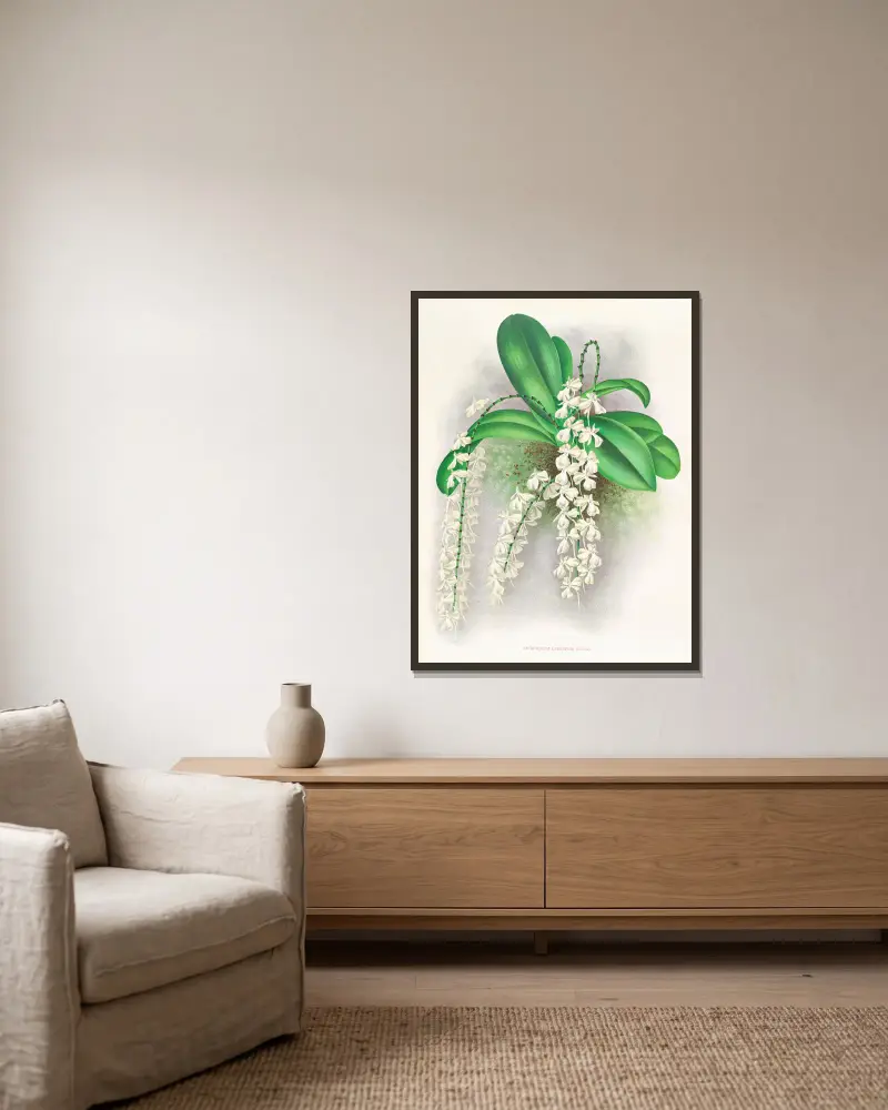 Angraecum citratum, Jean Jules Linden w ramie na ścianie
