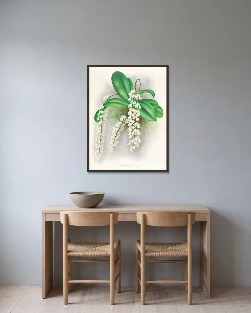 Angraecum citratum, Jean Jules Linden w ramie na ścianie