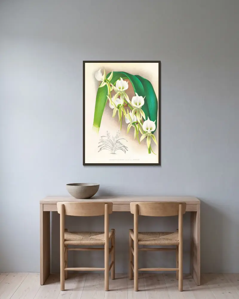 Angraecum eburneum var superbum av Jean Jules Linden inramad på en vägg