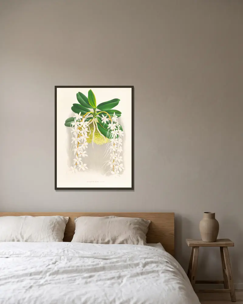 Angraecum ellisi von Jean Jules Linden gerahmt an einer Wand