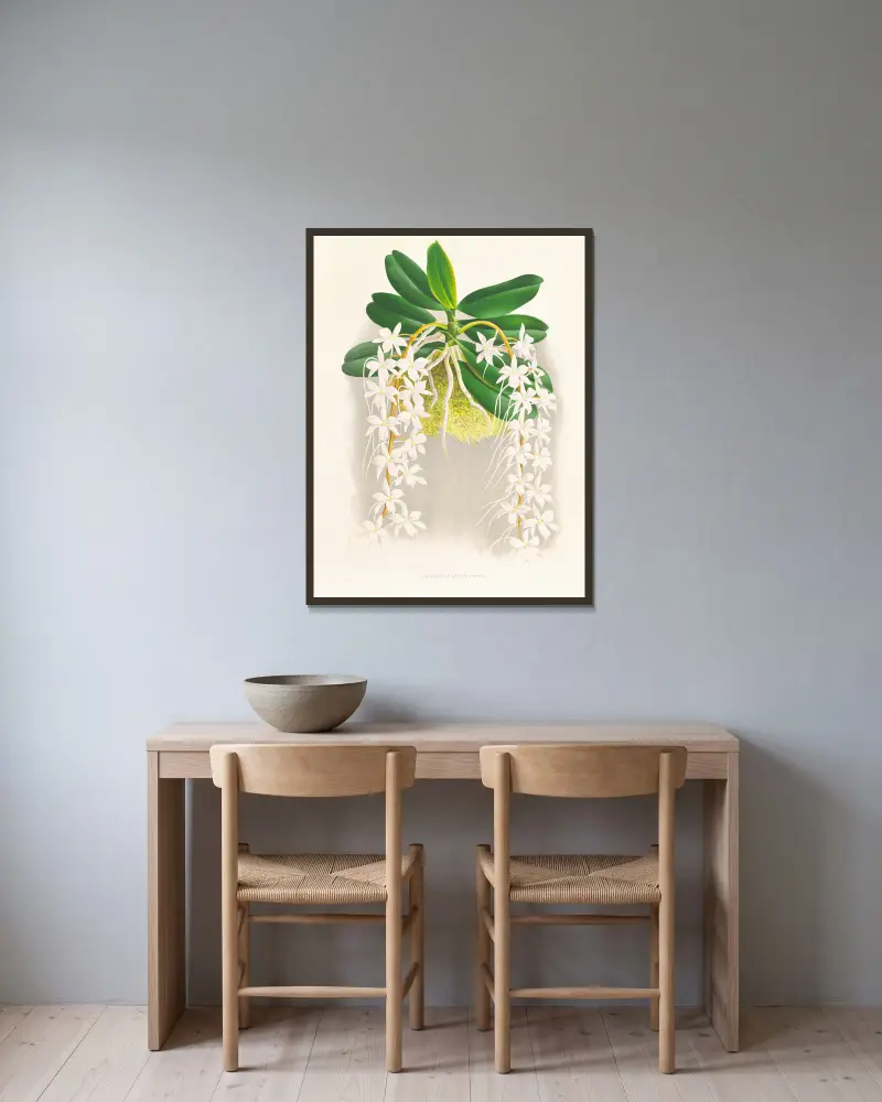 Angraecum ellisi von Jean Jules Linden gerahmt an einer Wand