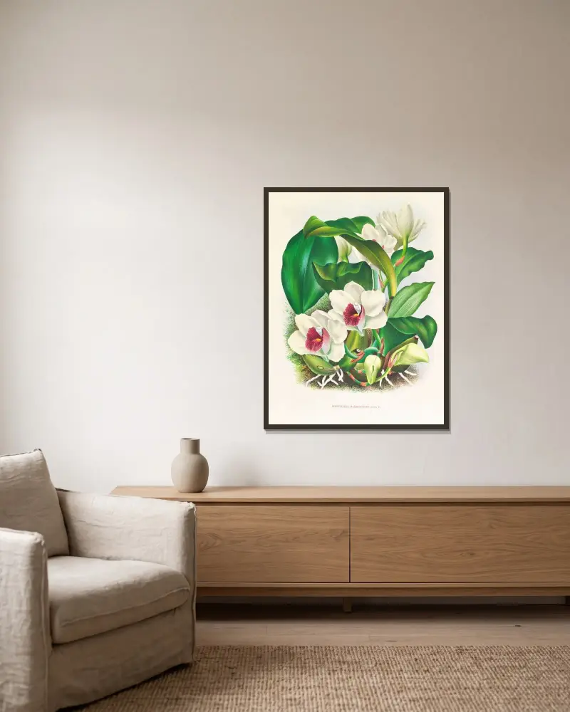 Bifrenaria harrisoniae von Jean Jules Linden gerahmt an einer Wand