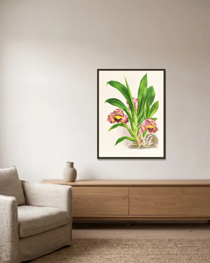 Bollea pulvinaris von Jean Jules Linden gerahmt an einer Wand