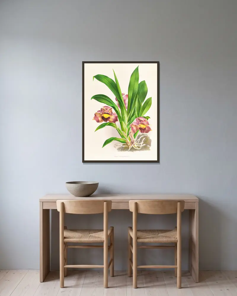 Bollea pulvinaris von Jean Jules Linden gerahmt an einer Wand