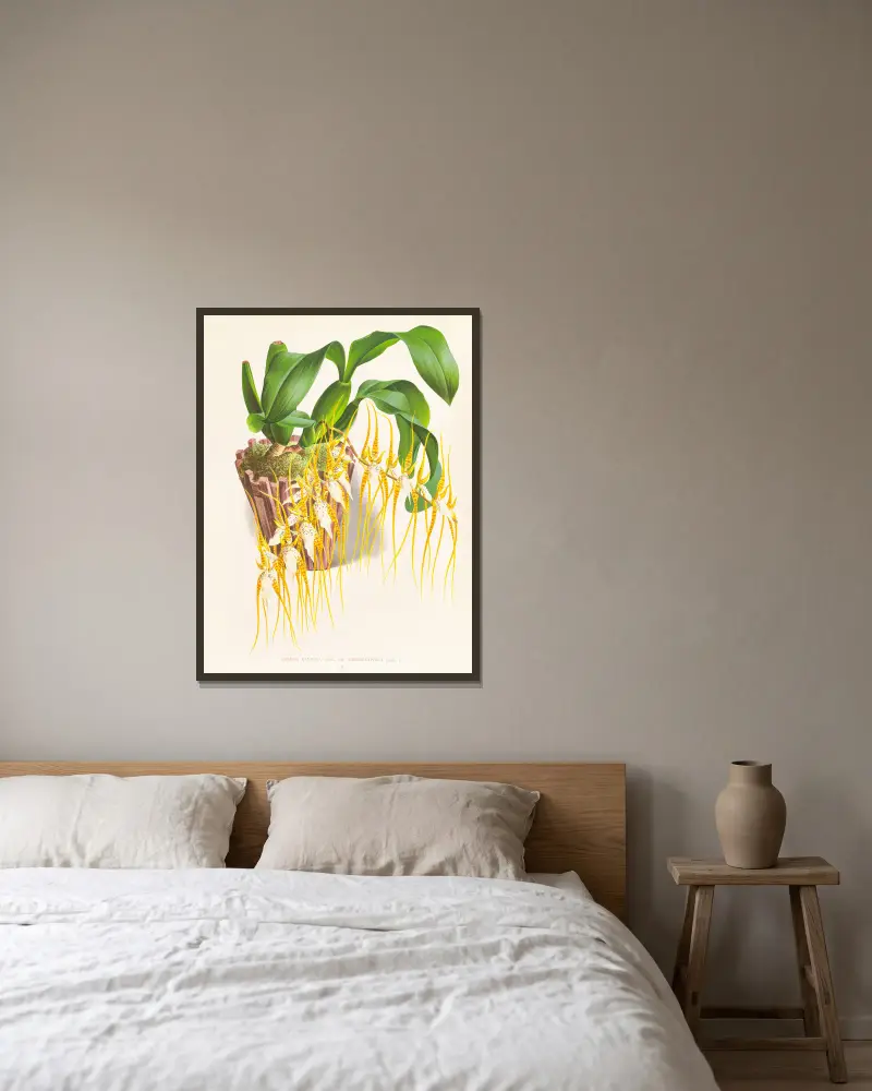 Brassia caudata von Jean Jules Linden gerahmt an einer Wand