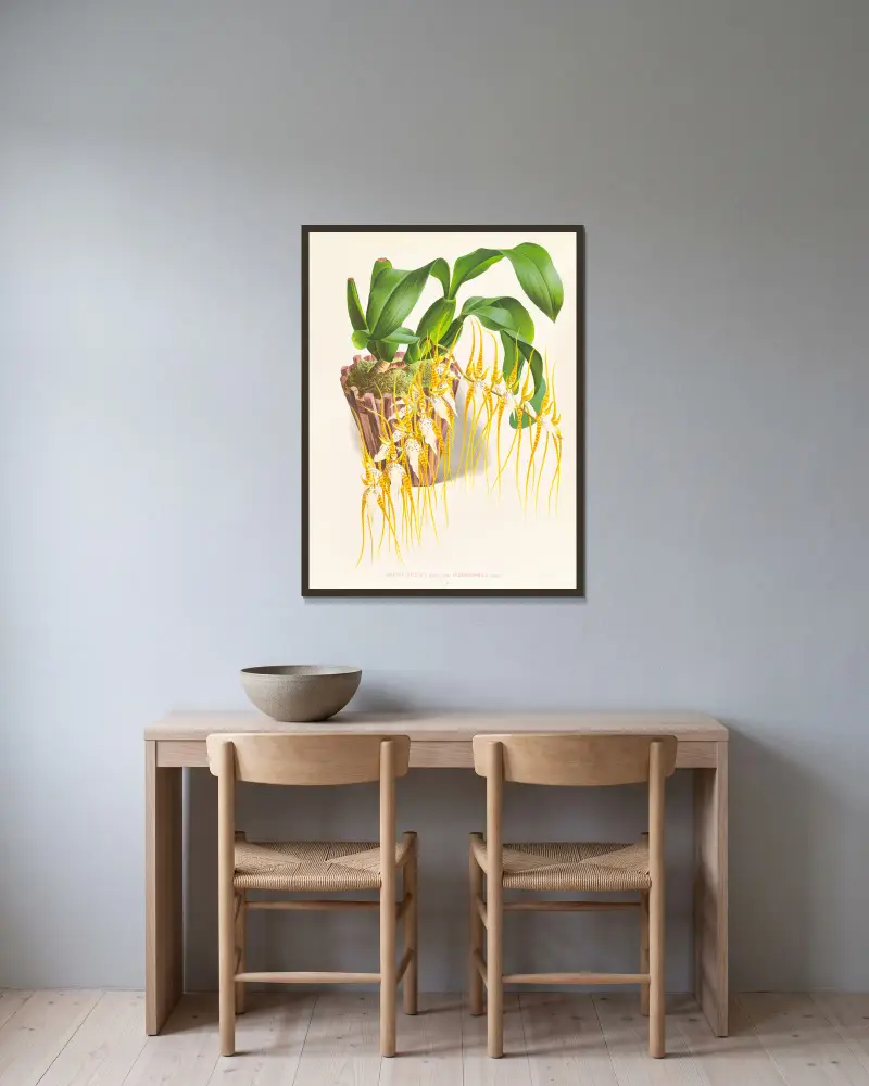 Brassia caudata von Jean Jules Linden gerahmt an einer Wand
