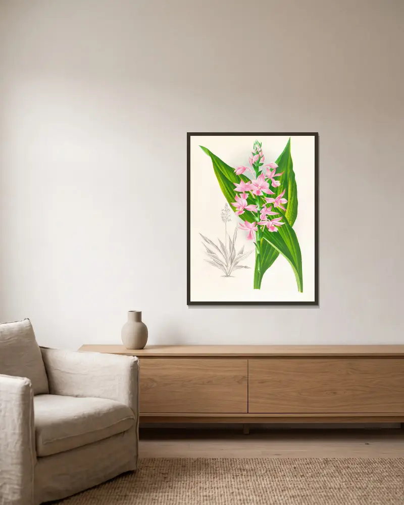 Calanthe Masuca von Jean Jules Linden gerahmt an einer Wand