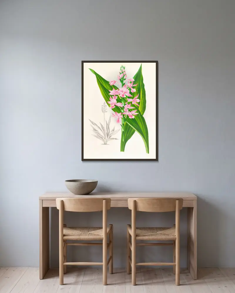 Calanthe Masuca von Jean Jules Linden gerahmt an einer Wand