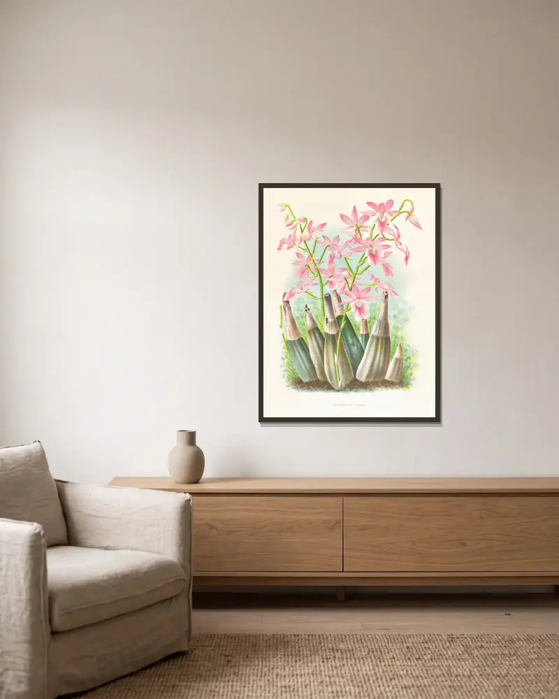Calanthe veitchi von Jean Jules Linden gerahmt an einer Wand