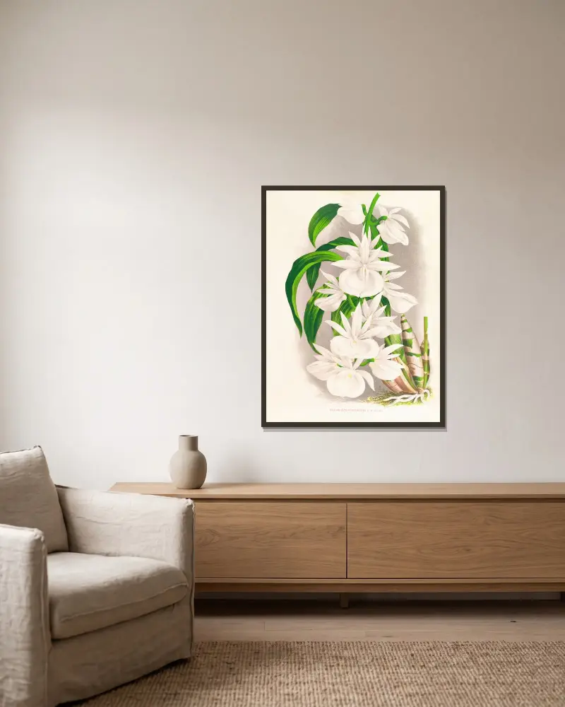 Catasetum bungerothi av Jean Jules Linden inramad på en vägg