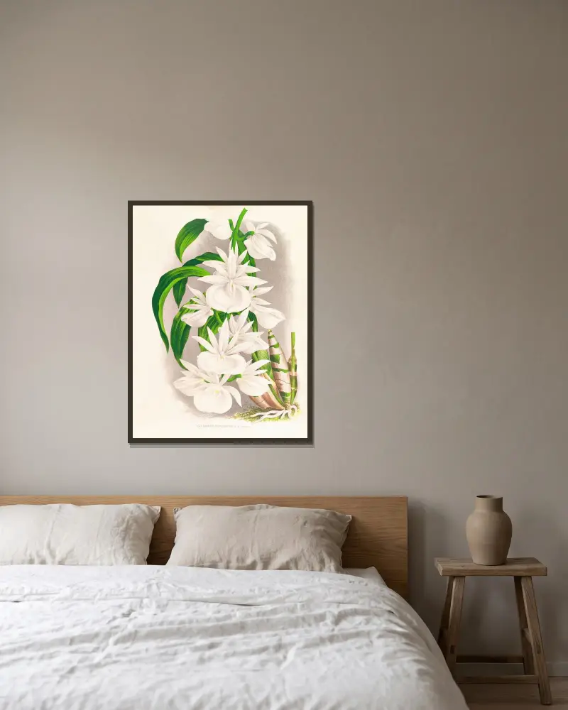 Catasetum bungerothi av Jean Jules Linden inramad på en vägg