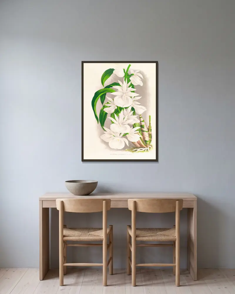 Catasetum bungerothi av Jean Jules Linden inramad på en vägg