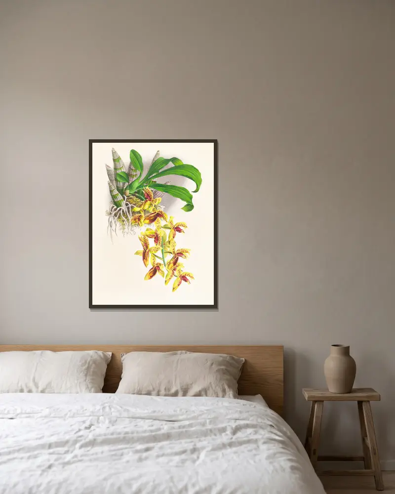 Catasetum galeritum av Jean Jules Linden inramad på en vägg