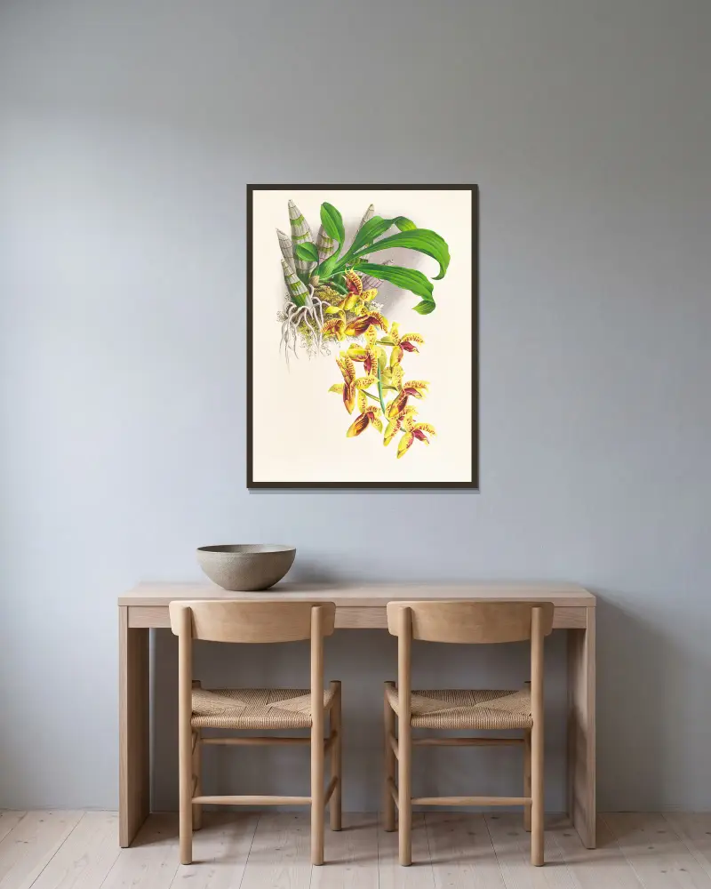 Catasetum galeritum av Jean Jules Linden inramad på en vägg