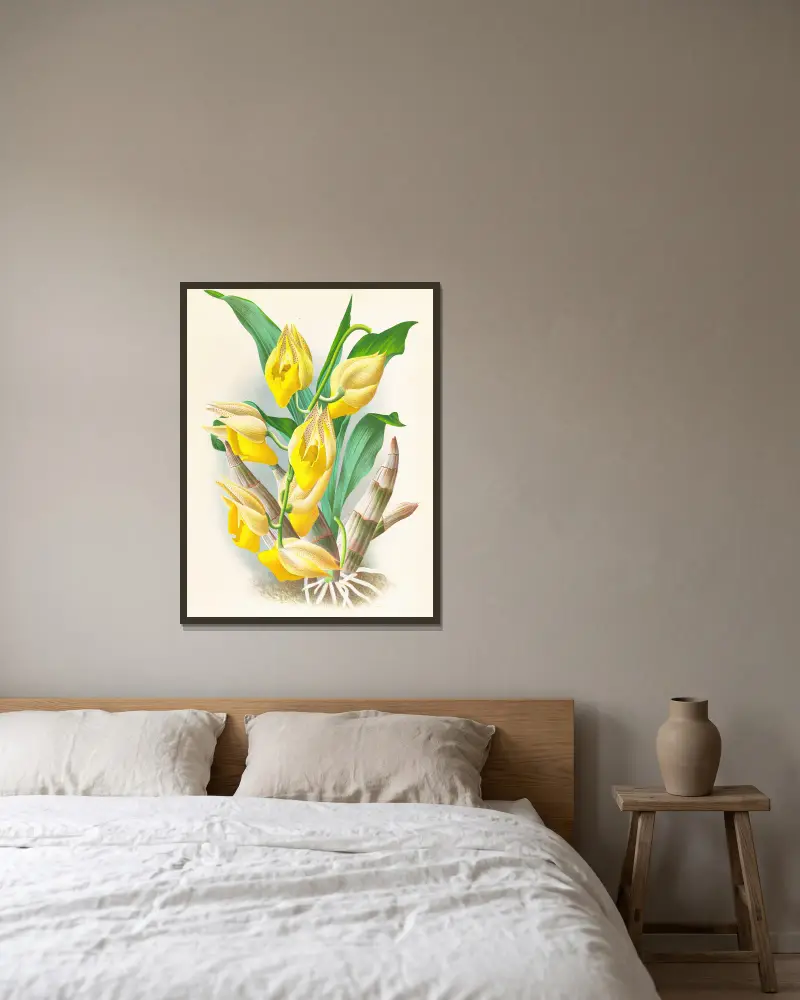 Catasetum macrocarpum, Jean Jules Linden w ramie na ścianie
