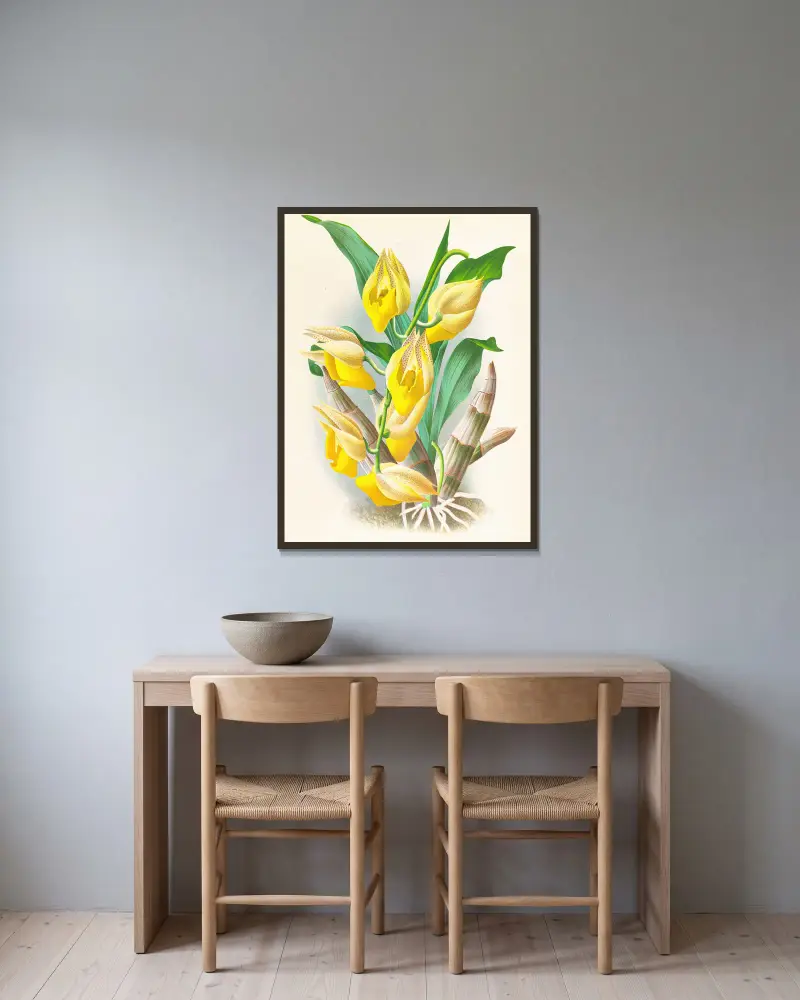 Catasetum macrocarpum, Jean Jules Linden w ramie na ścianie