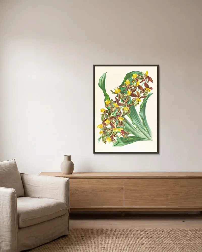 Catasetum rodigasianum av Jean Jules Linden inramad på en vägg