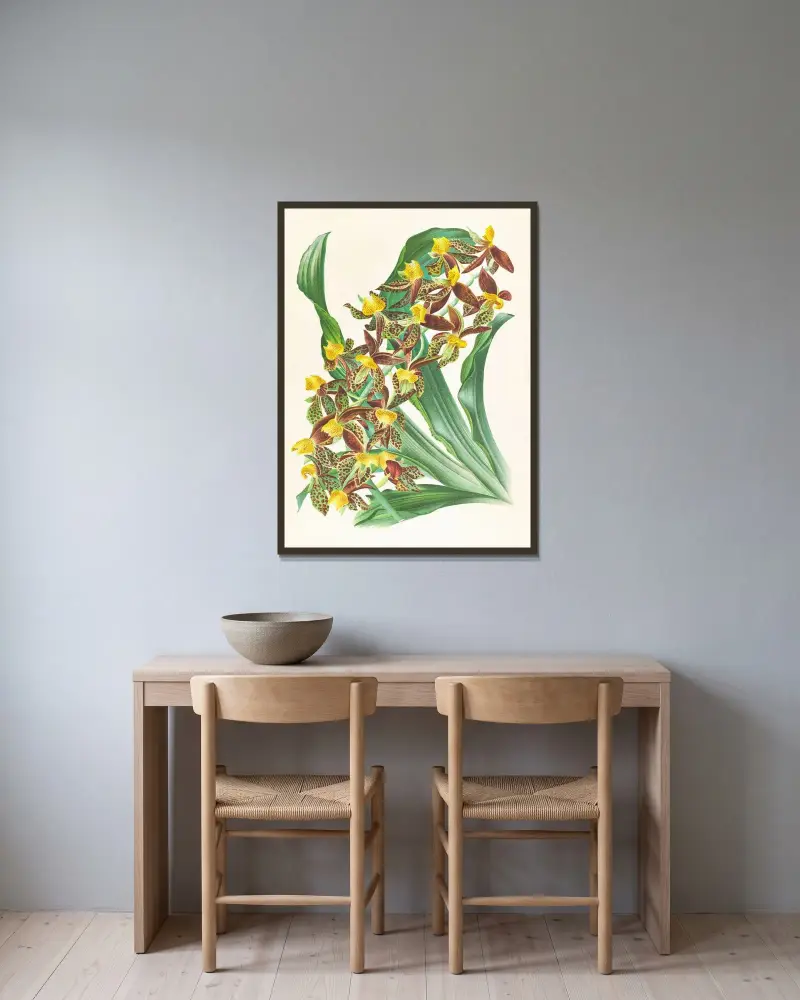 Catasetum rodigasianum av Jean Jules Linden inramad på en vägg