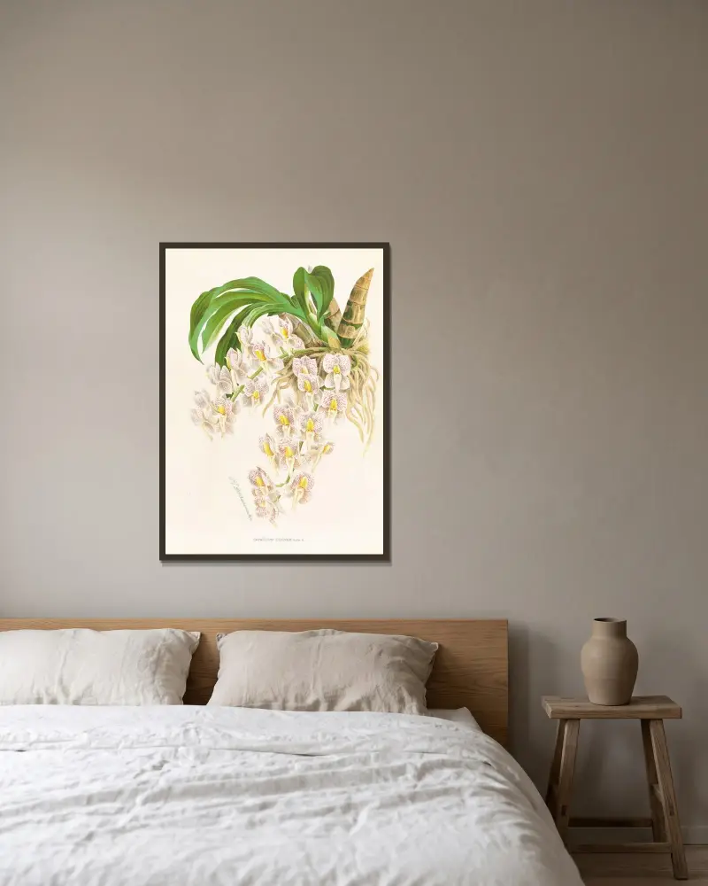 Catasetum tigrinum av Jean Jules Linden inramad på en vägg