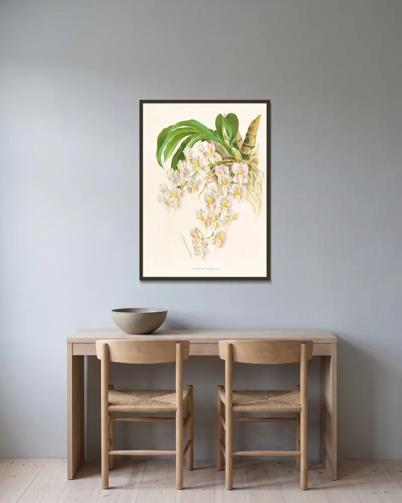 Catasetum tigrinum av Jean Jules Linden inramad på en vägg
