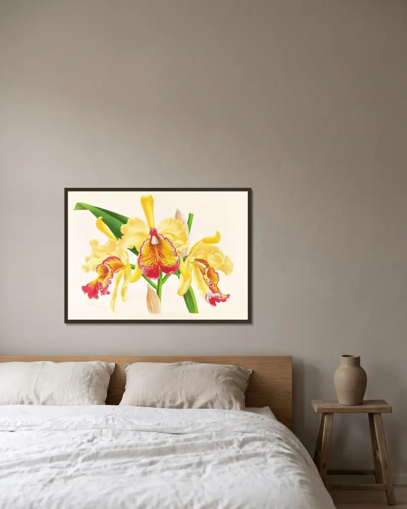 Cattleya Aurea av Jean Jules Linden inramad på en vägg