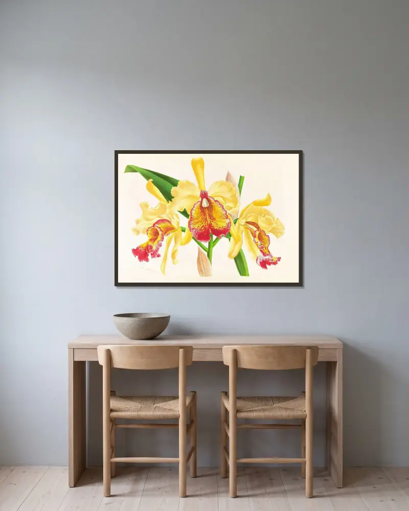 Cattleya Aurea av Jean Jules Linden inramad på en vägg